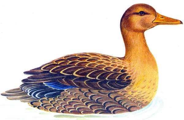 Домашние птицы