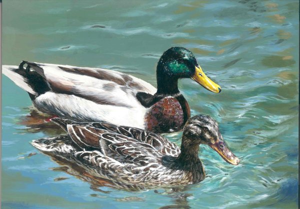 Болотная утка Чокас