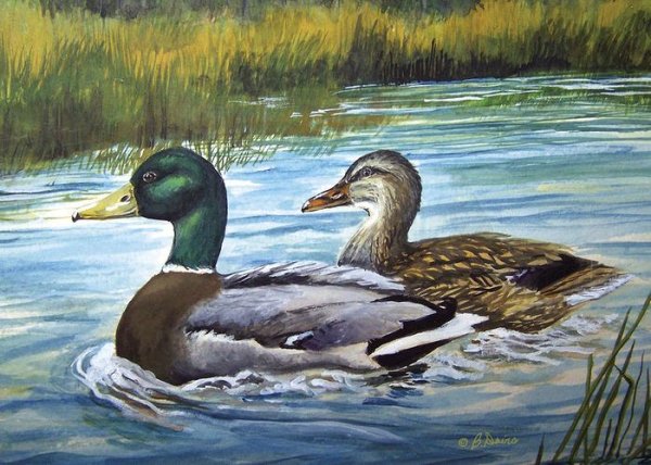 Селезень акварелью