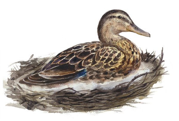 Утка кряква акварель