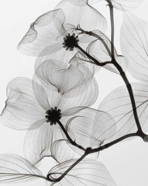 Черно-белый цветок