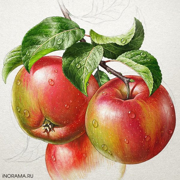 Яблоко цветными карандашами