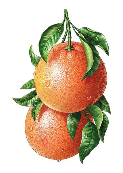 Иллюстрации фруктов