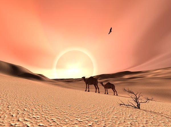 Закат солнца в пустыне