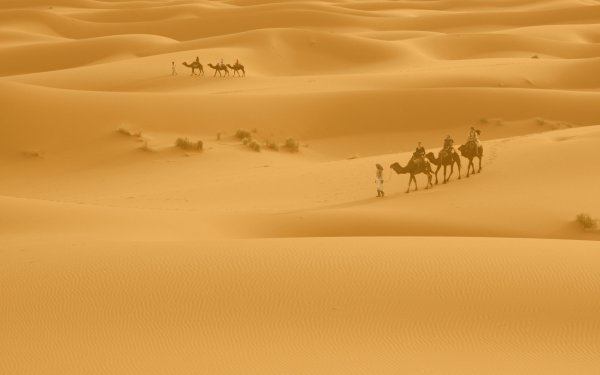 Пустыня Верблюды Барханы вектор