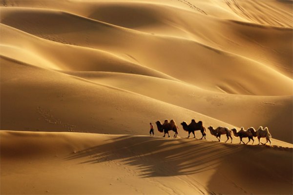 Караван Верблюды Барханы