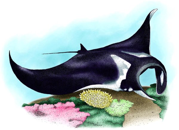 Скат Манта акварель