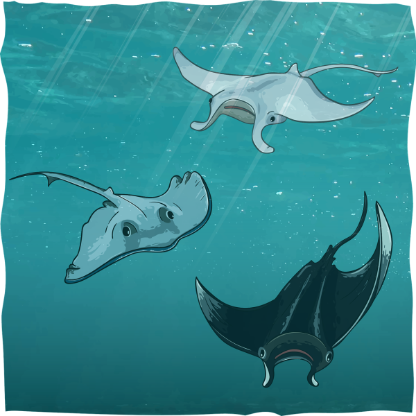 Морской Скат референсы