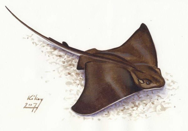 Скат мультяшный