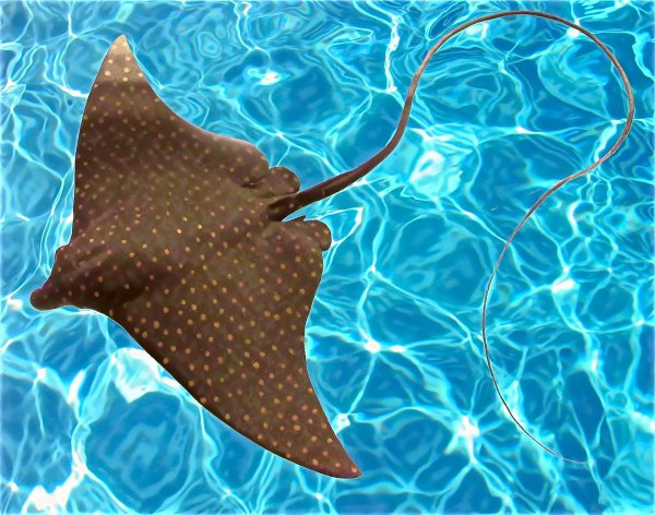 Скат рыба вид сверху