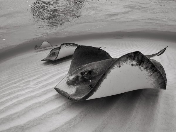 Скат Минимализм