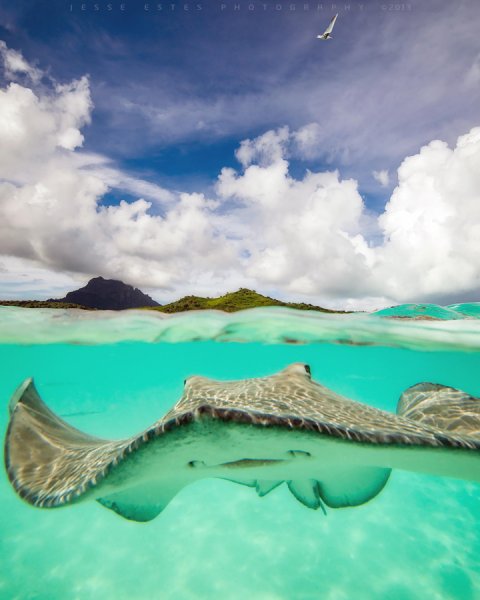 Бора Бора скаты