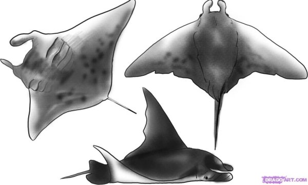 Скат Манта референс