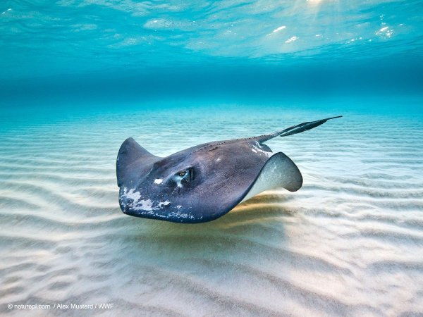 Красивый Скат