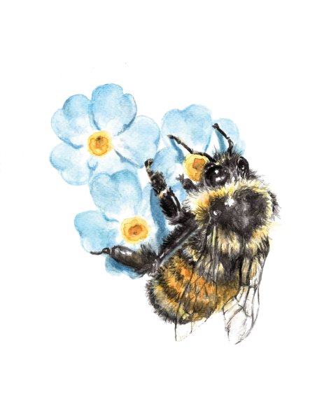 Пчела на цветке акварель