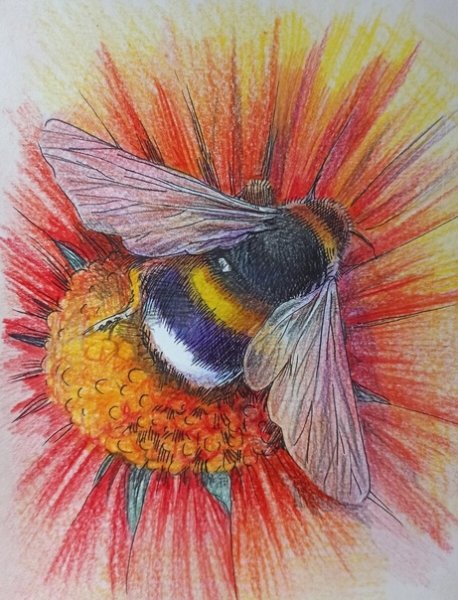 Шмель карандашом