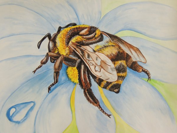 Шмель рисунок