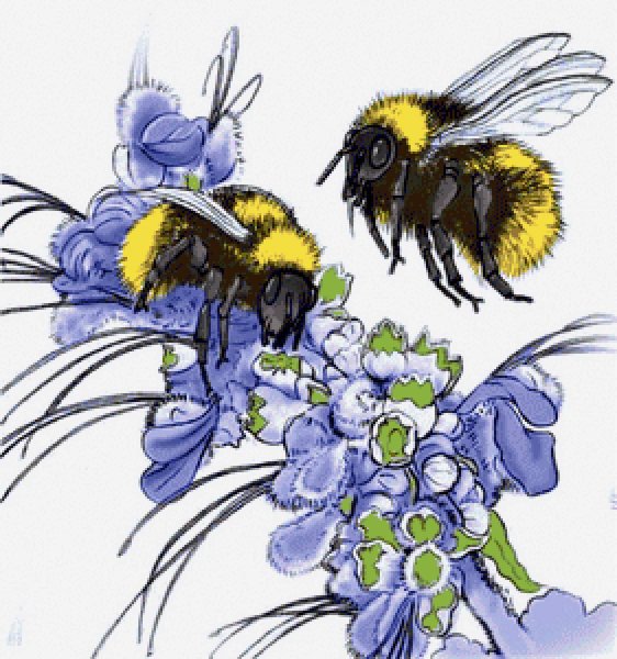 Вышивка крестом Шмель