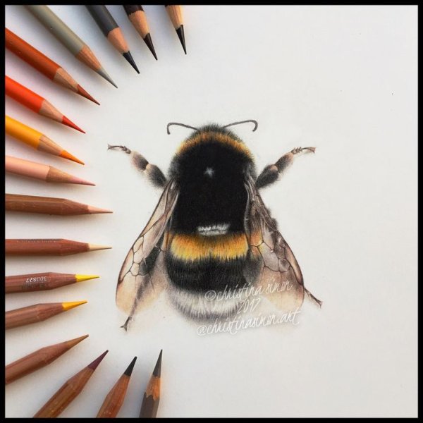 Шмель красивый рисунок