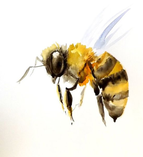 Насекомые акварелью