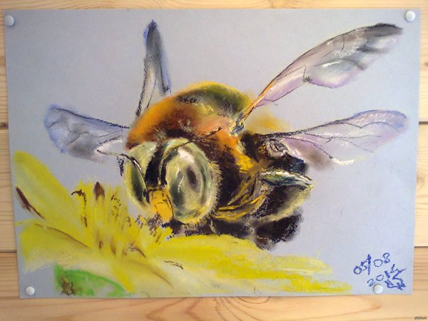 Рисование шмеля пастелью