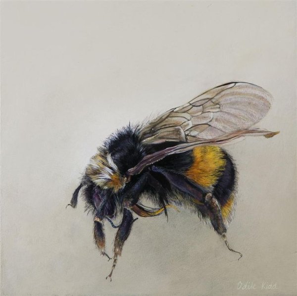 Рисуем шмеля