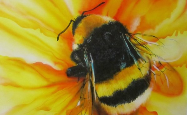 Шмель акрилом