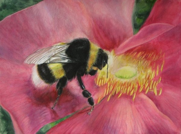 Шмель для рисования