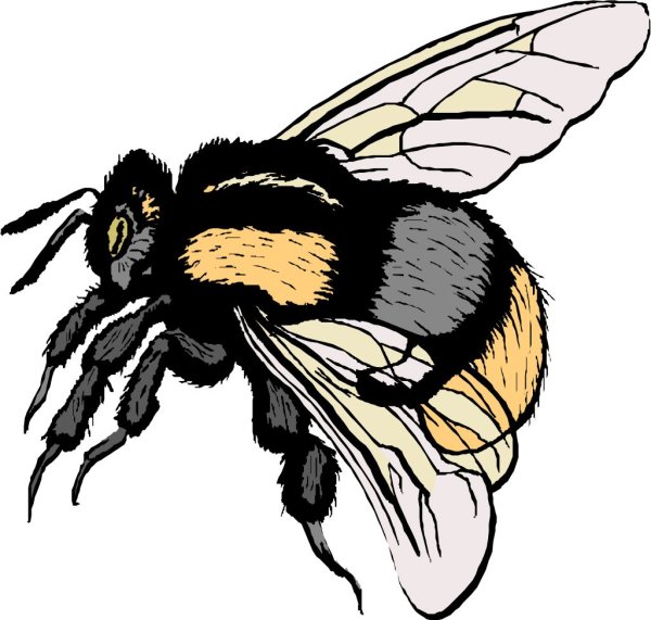Шмель рисунок