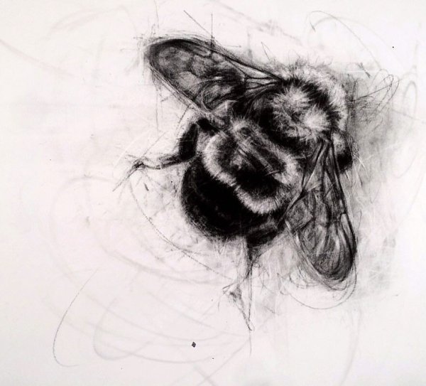 Насекомые в графике