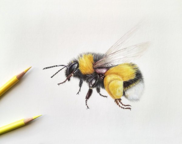 Пчела рисунок реализм