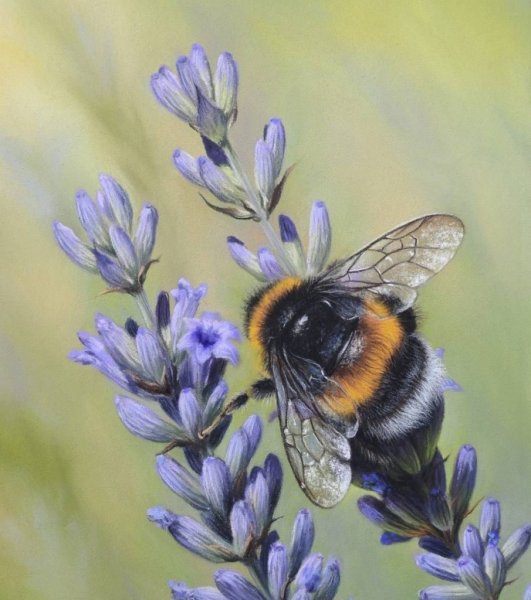 Ушастый Шмель