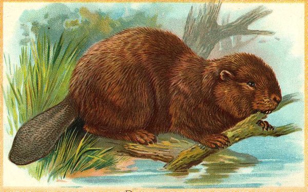 Иллюстрация бобра
