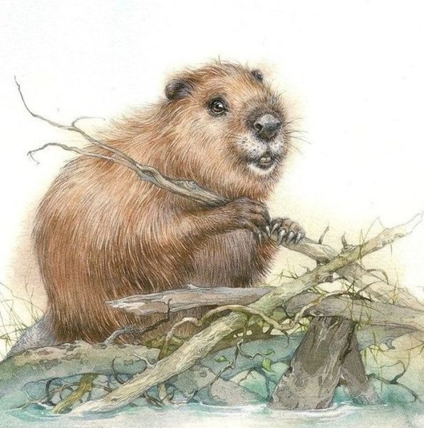 Бобер для детей