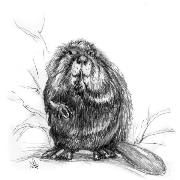 Бобр карандашом