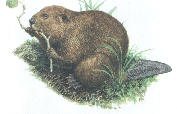 Снегирев Бобренок