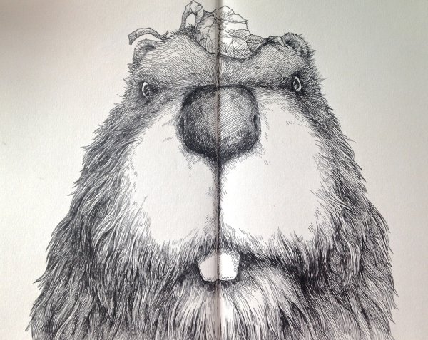 Бобер эскиз