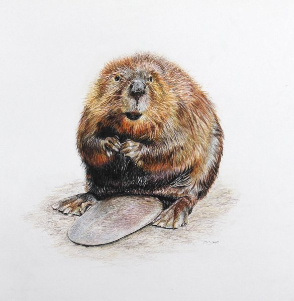 Бобер Графика