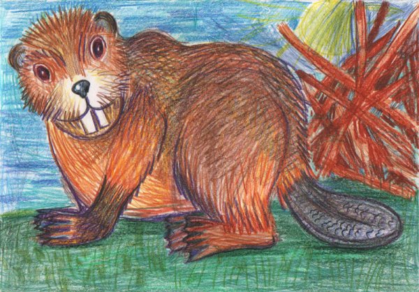 Рисование бобра