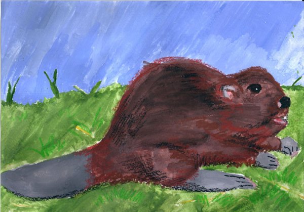 Бобр в красках