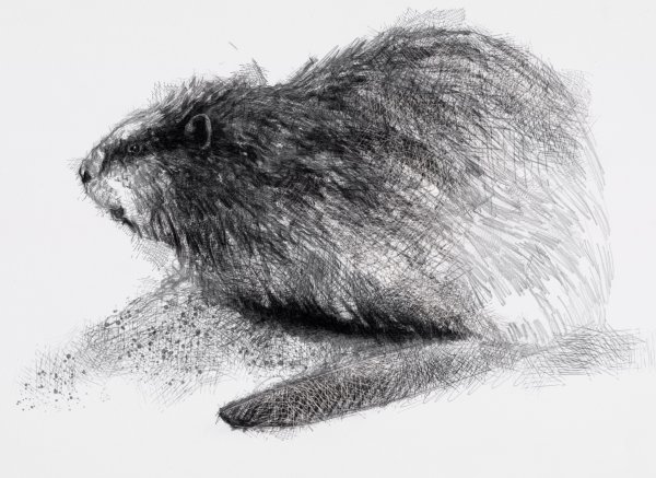 Наброски бобра