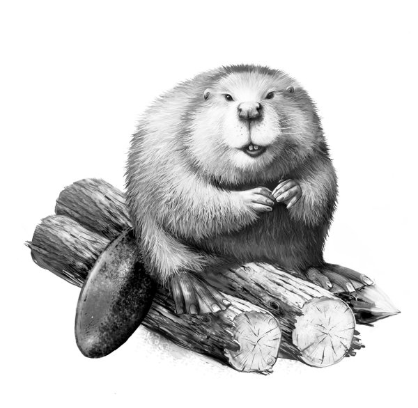 Бобер черно белый