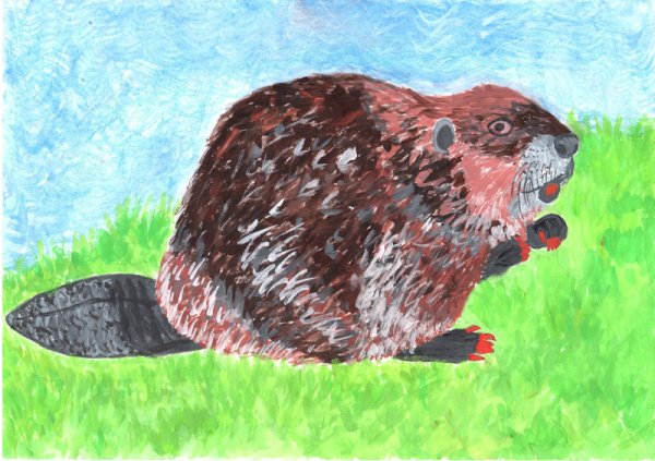 Бобр рисунок красками