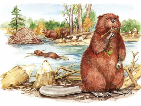 Речной Бобр хатки