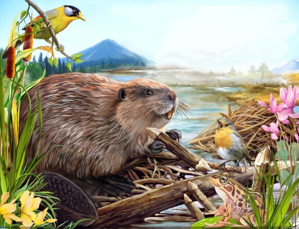 Бобер для детей