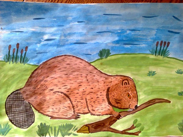 Детские рисунки бобра