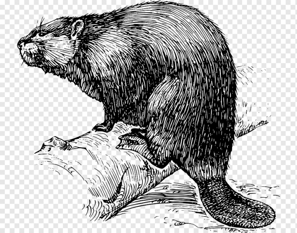 Бобр черно белый