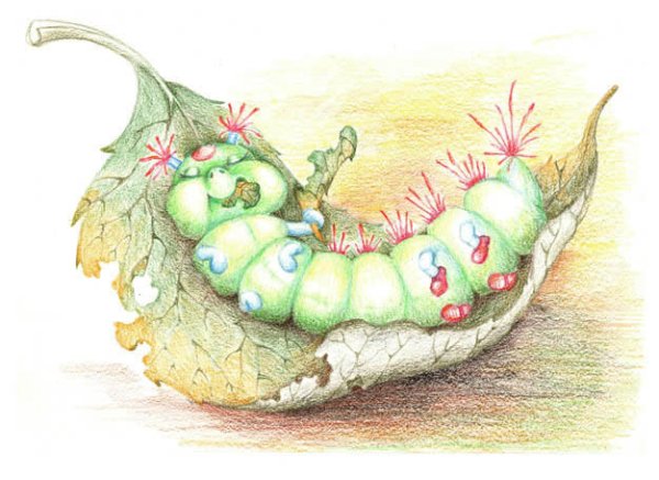 Гусеница акварелью для детей