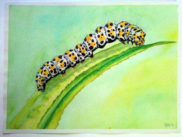 Гусеница акварелью