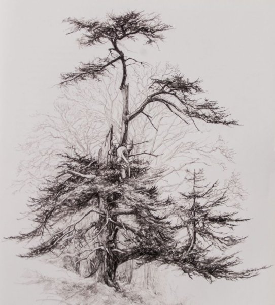 Поэтапное рисование сосны